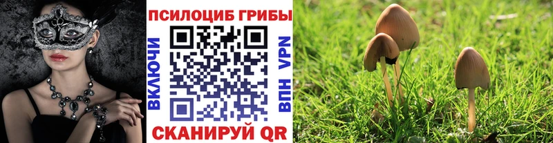 Псилоцибиновые грибы MAGIC MUSHROOMS  сколько стоит  mega маркетплейс  Снежногорск 